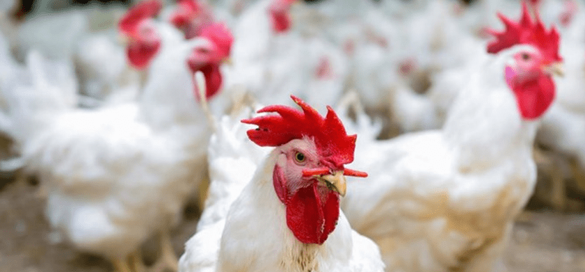 نقابة_الدواجن