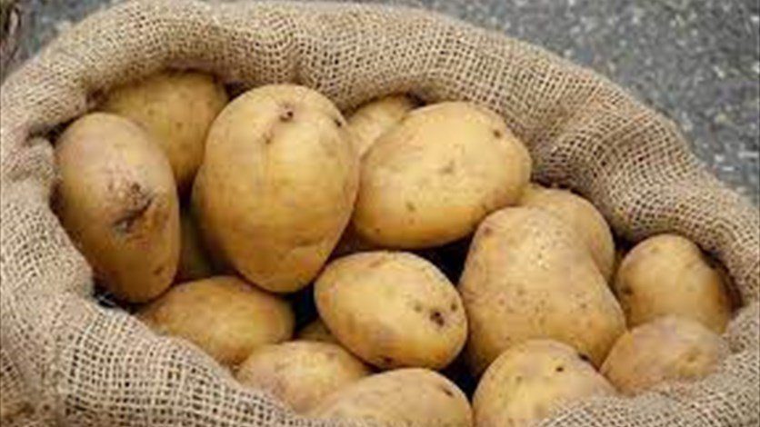 مستوردو الخضار: السوق المحلية بحاجة إلى البطاطا المصرية