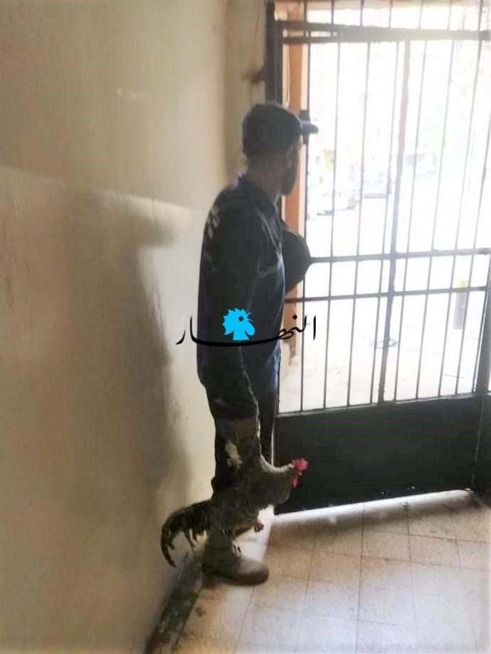 ديك الغبيري