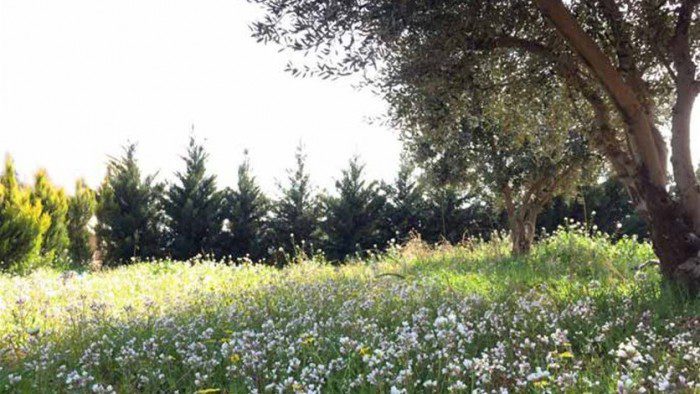 ربيع ارتفاع بدرجات الحرارة…كيف سيكون طقس Weekend؟