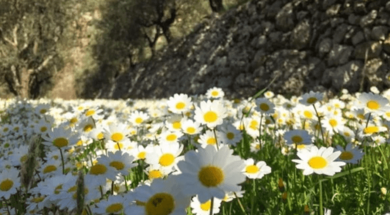 ربيع طقس ربيعي يرافقه غبار خفيف…اليكم التفاصيل