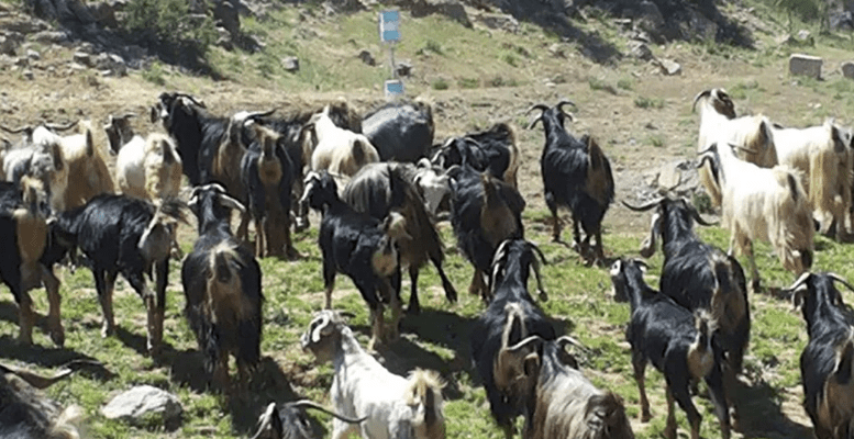 ماعز الجيش الاسرائيلي سرق 250 راس ماعز في مرتفعات كفرشوبا