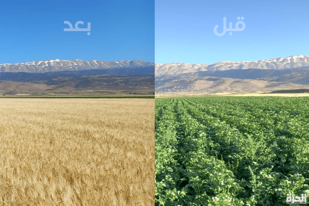 هل تحل زراعة القمح مكان الحشيش في لبنان؟