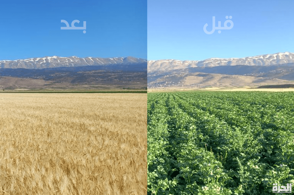 قمح وحشيش هل تحل زراعة القمح مكان الحشيش في لبنان؟