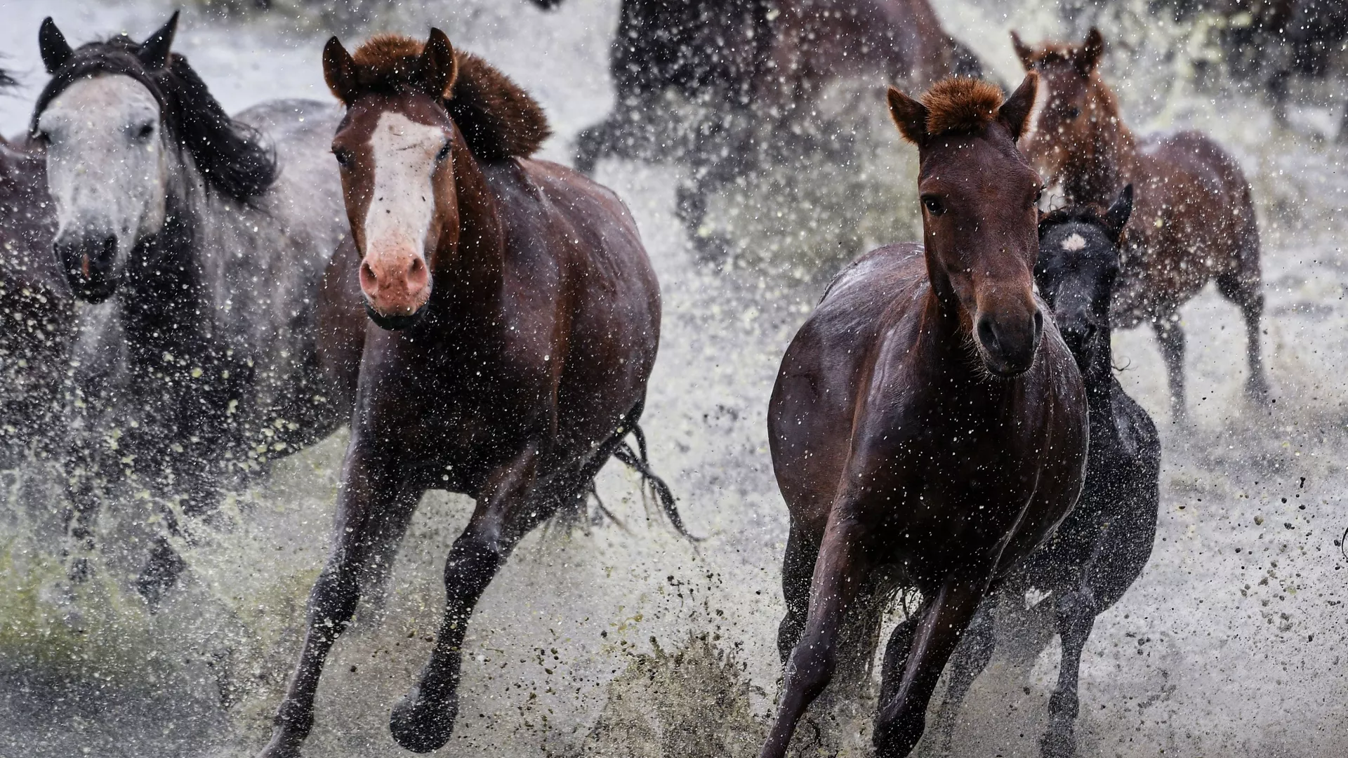 خيل ظهور أول فصيلة للخيول الشيشانية