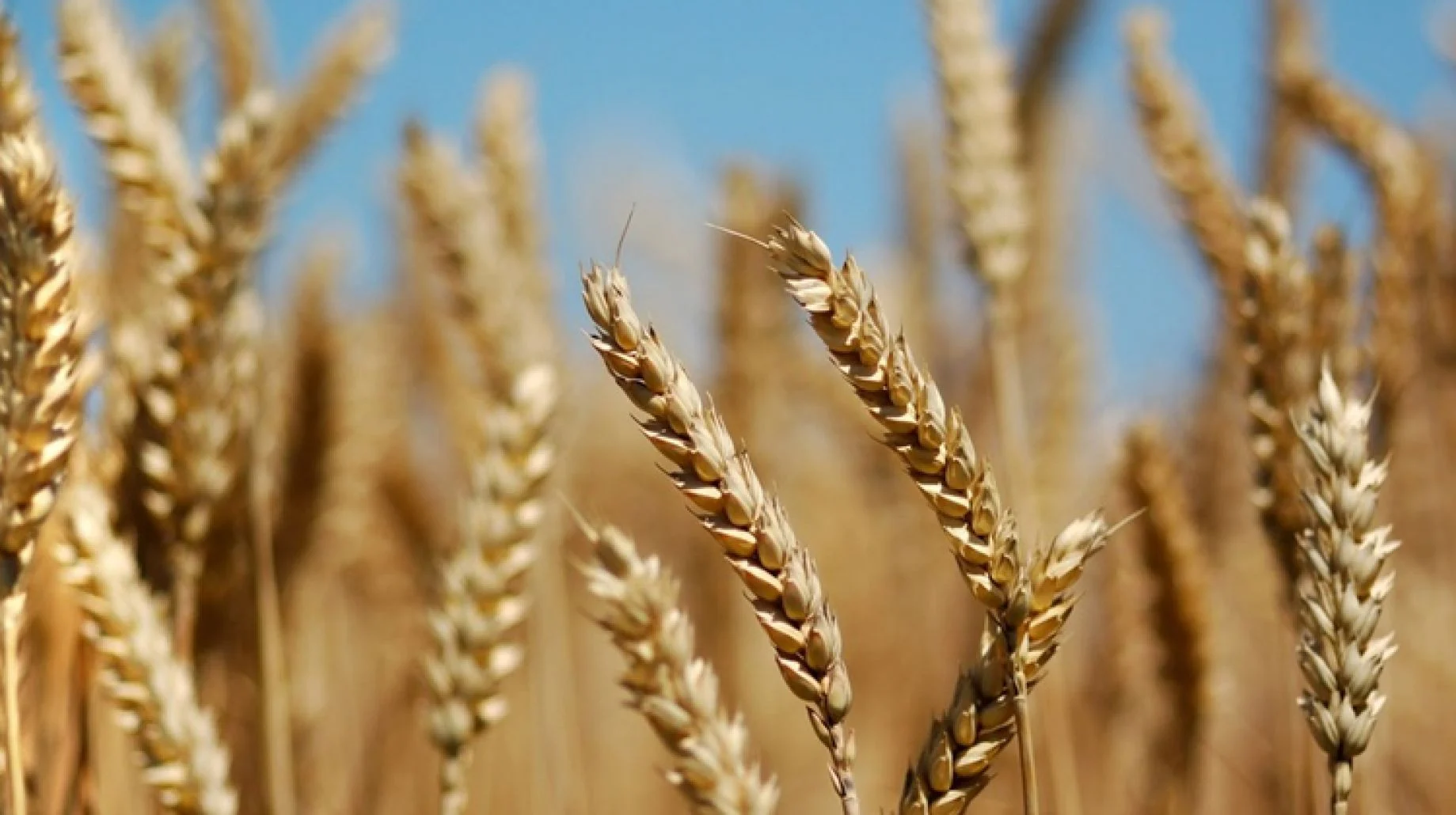 إنفراج في مشكلة نقص القمح… و35 الف طنًا الى لبنان