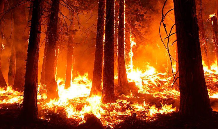 البيئة: غالبية الحرائق من صنع الانسان