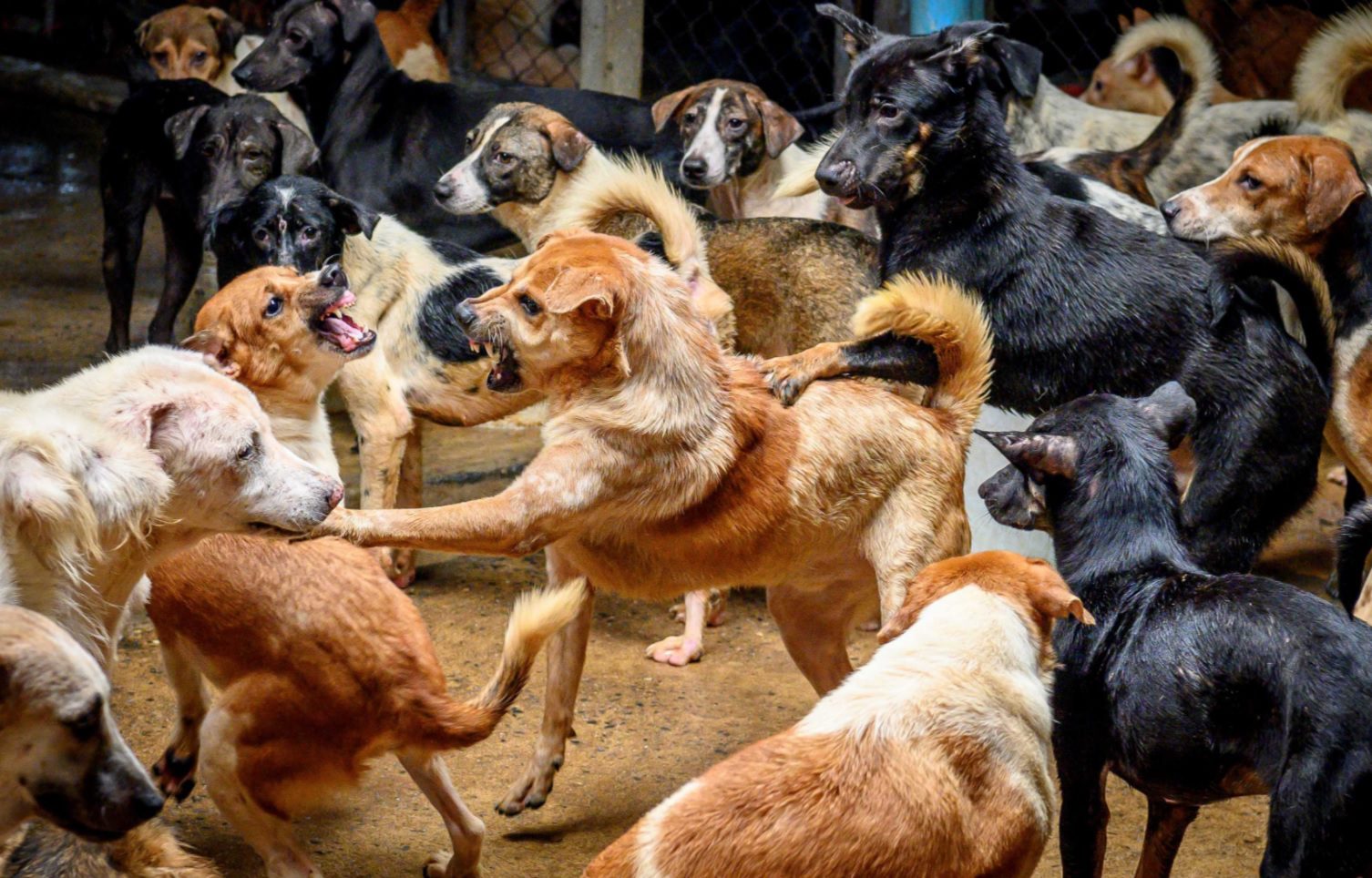 كلاب شاردة خلف سرايا النبطية… ونداء من الأهالي