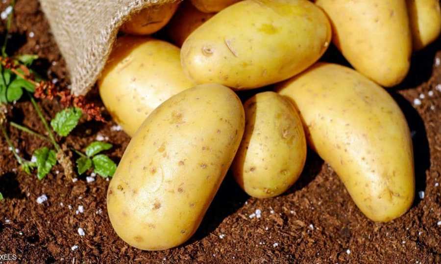بطاطا 50 ألف طن بطاطا لبنانية في المستودعات.. و”السورية” تغزو السوق!