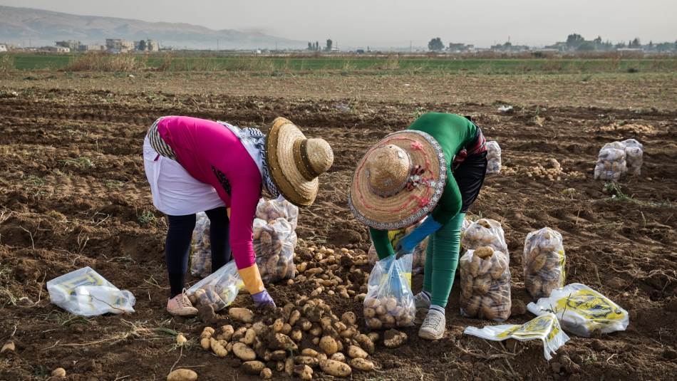 مزارع بطاطا