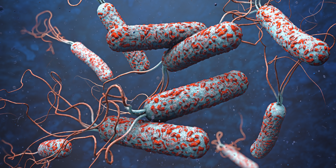 Cholera-big-1280x640_104338 تفشي وباء الكوليرا بشكل مميت