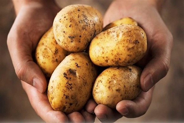 batata إليكم نتيجة الكشف على باخرة البطاطا المصريّة