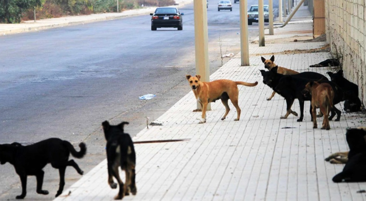 وزارة الصحة تنبّه من خطورة داء الكلَب