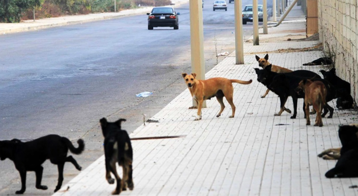 dogs وزارة الصحة تنبّه من خطورة داء الكلَب