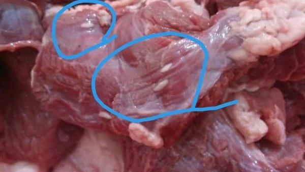 lahme لحمة تحتوي على دود قاتل، والقضاء يتحرّك