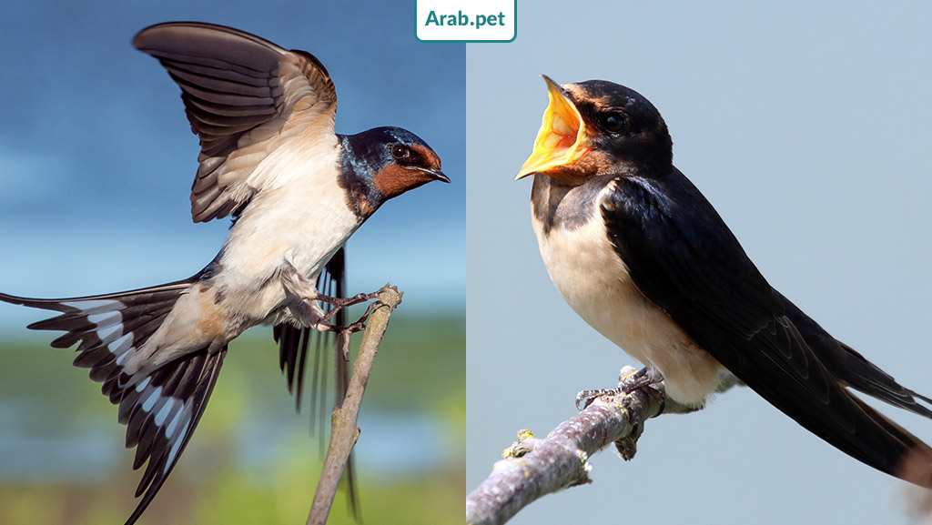 swallow-bird-nest جنبلاط ينشر معلومات عن طائر السنونو