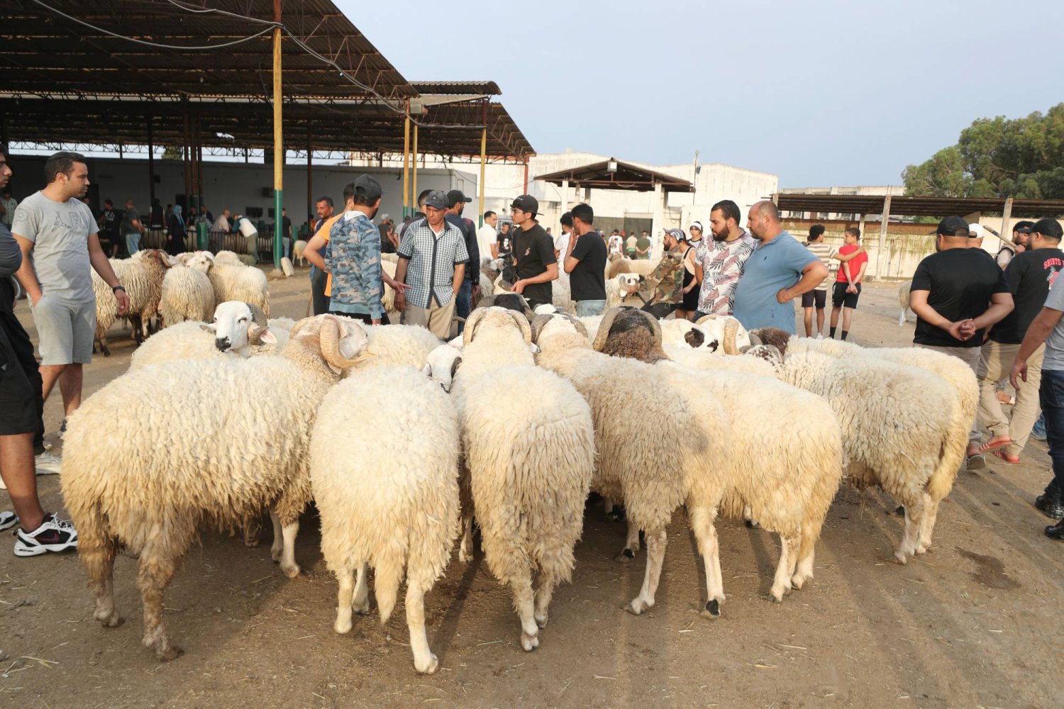 أضاحي حفاظاً على الصحّة، قرارٌ هامٌ لمحافظ لبنان الشمالي