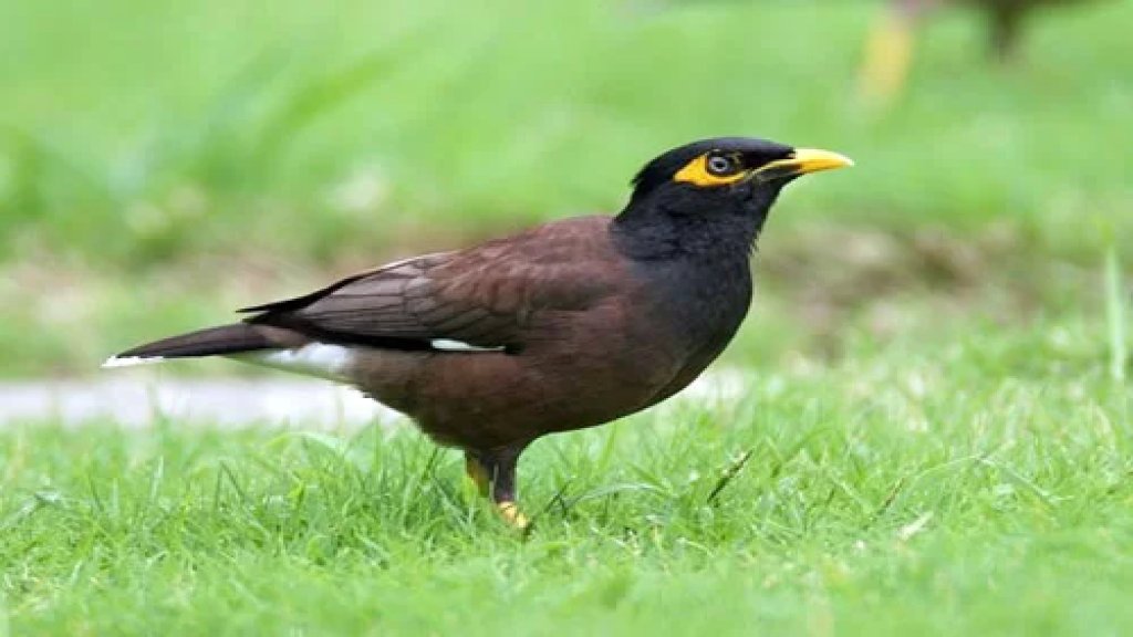طائر المينا الهندي جمعيّة الأرض- لبنان تحذّر من غزو طائر المينا الهندي المخرّب