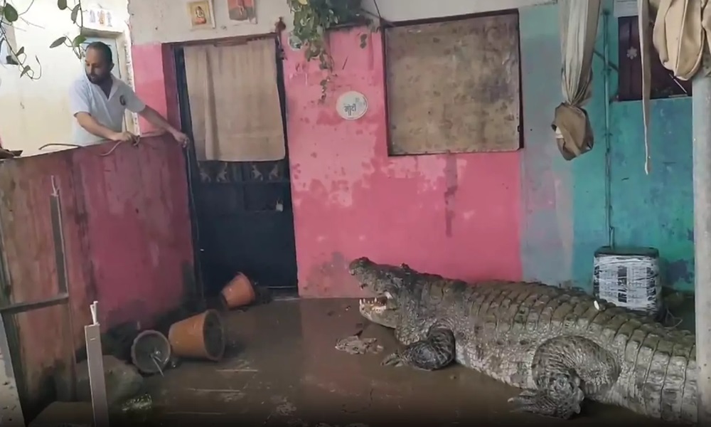 crocodile-india بالفيديو- إثر الفيضانات في الهند، تمساح يقتحم منزل عائلة