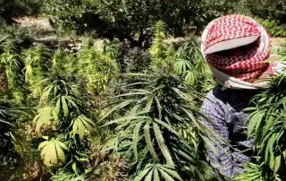 مخدرات ارض
