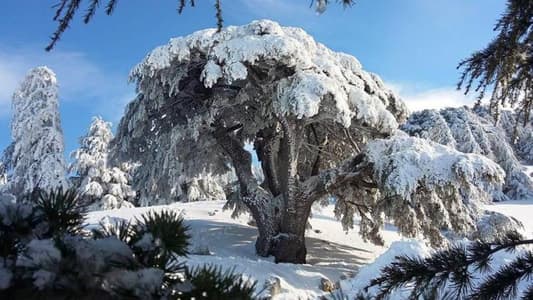 IMG_4049 شهادة عالمية للبنان… ما علاقة محمية أرز الشوف؟