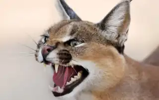 الوشق