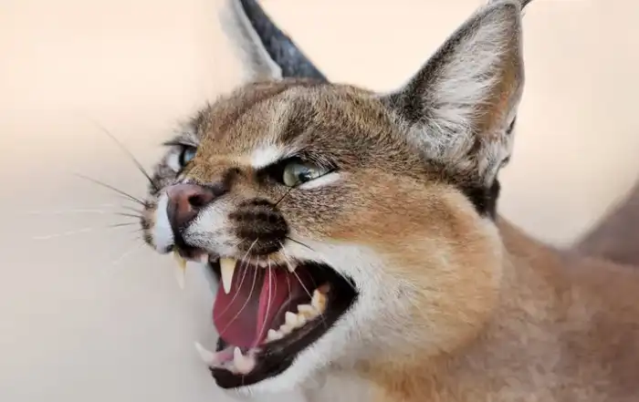 الوشق