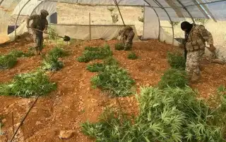 حشيشة مزارع