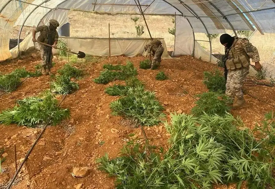 حشيشة مزارع