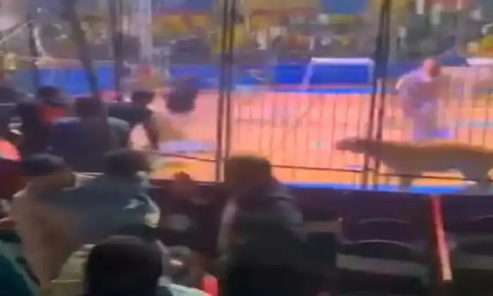 اسد يهاجم مدربه سيرك اسد يهاجم مدربه سيرك