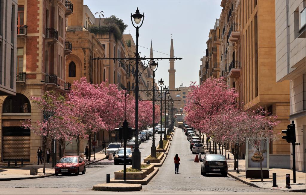 بالصور- أشجار التابوبيا الوردية المزهّرة تزيّن وسط بيروت