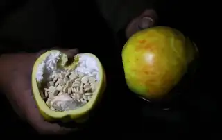 كبتاغون9