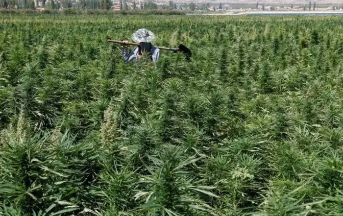 حشيشة القنب الهندي