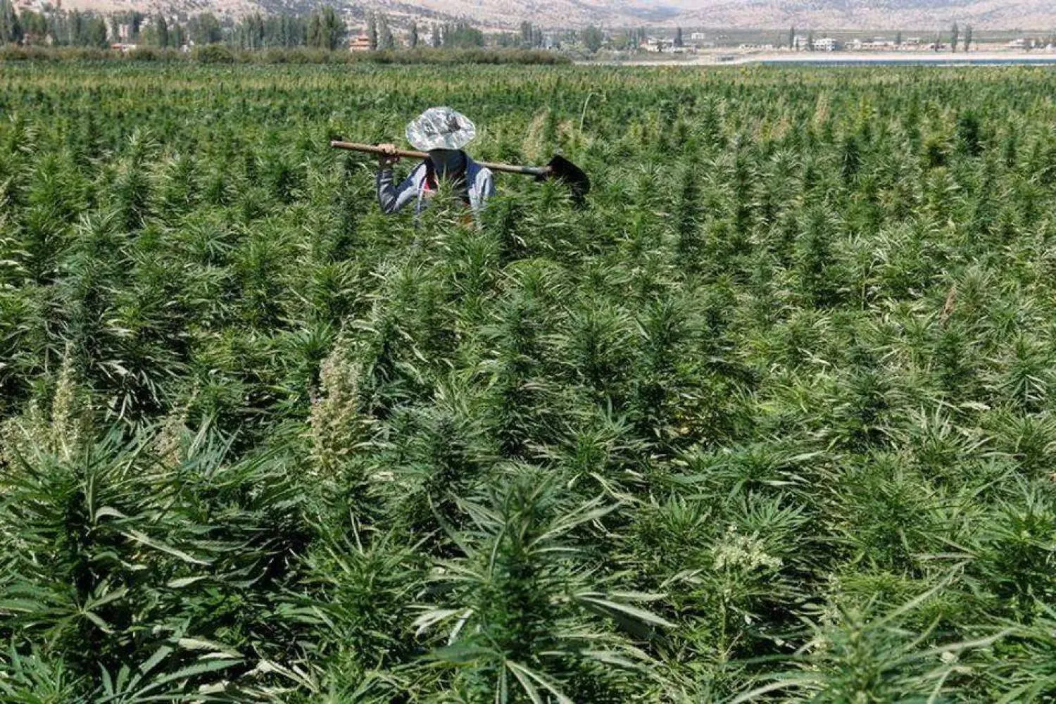 لبنان يطلق آلية زراعة «القنّب الهندي» ومعايير تصنيعه