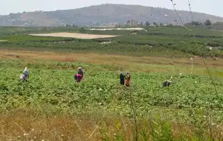 مزارع جنوب