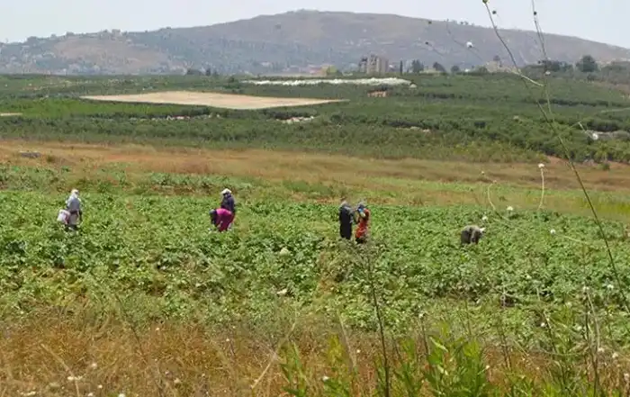 مزارع جنوب