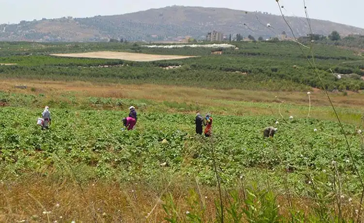 مزارع جنوب