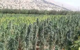 حشيشة6