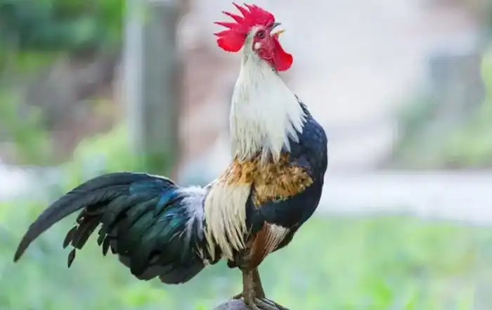 ديك