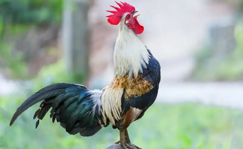 ديك