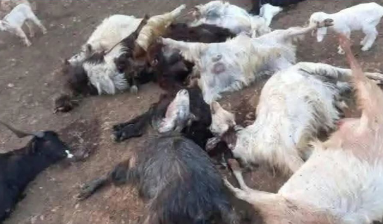 نفوق ماعز نفوق أكثر من 300 رأس ماعز في عكار