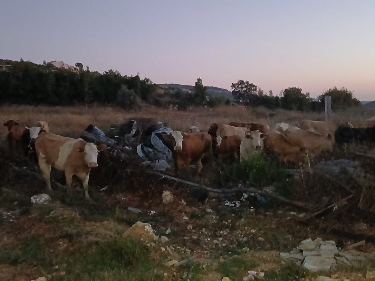 بالفيديو- أبقار إسرائيلية في لبنان… وتحذير