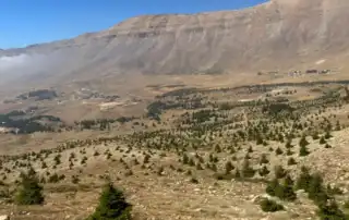 غابة ارز جديدة