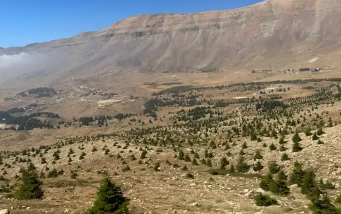 غابة ارز جديدة