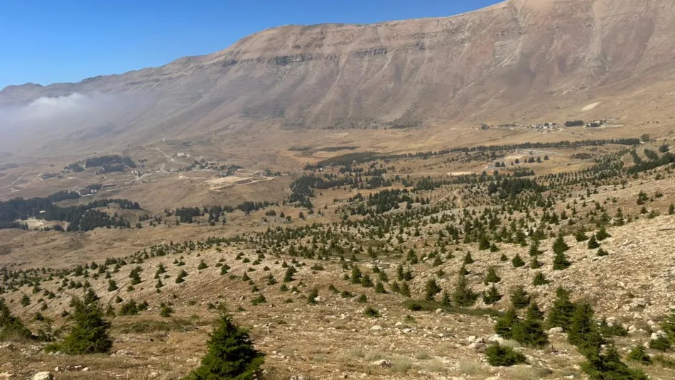 غابة أرز بديلة..عرّابون يتقاطرون لحماية رمز لبنان