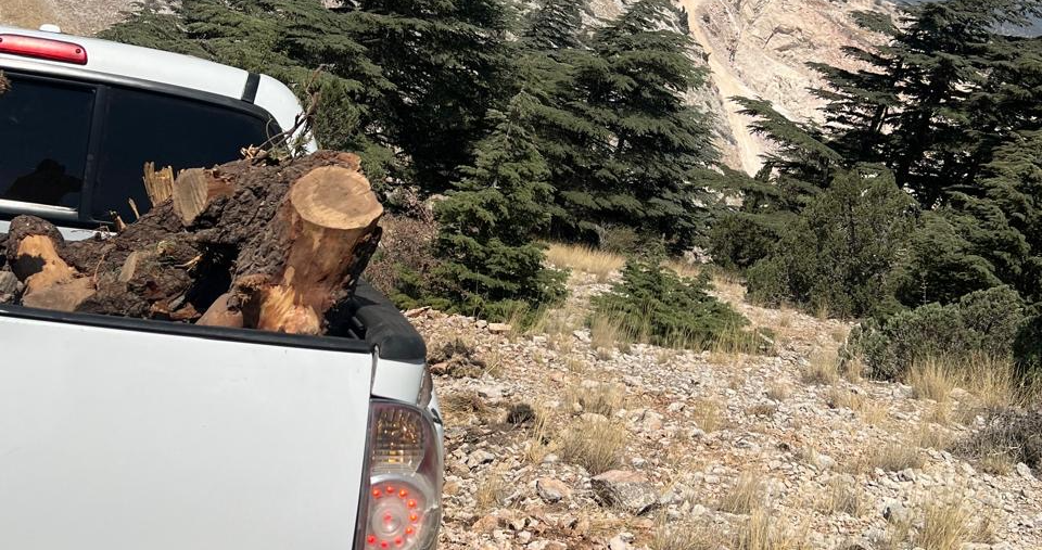 قطع أشجار في الهرمل، ضبط جذوع أرز ولزاب مقطوعة ومصادرة حمولة بيك أب