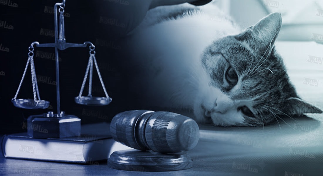 بيروت بين السمّ والحدائق: قاتل القطط ينشر الموت بصمت!