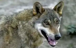 الكلب الذئب