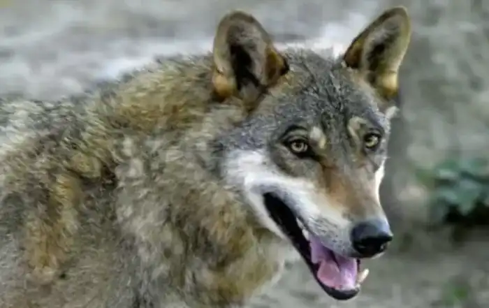 الكلب الذئب