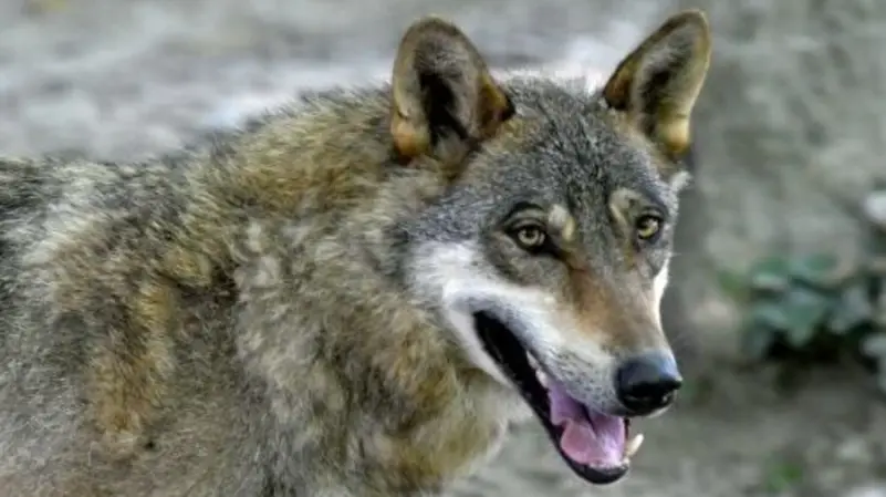 الكلب الذئب